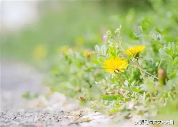岁月不改容颜的诗词