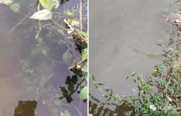 水蛛和轮虫的区别