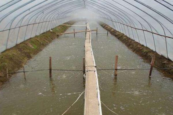 大棚养虾干池如何消毒