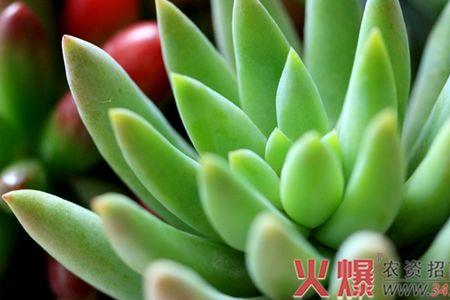 水培佛手怎么养能养几天
