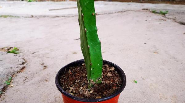 火龙果下垂枝条多久开花