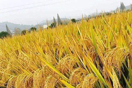为什么小麦比水稻万能
