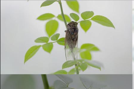 夏天与蝉歌词