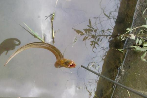 水塘边没洞怎么钓黄鳝