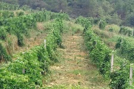 百香果什么季节种植