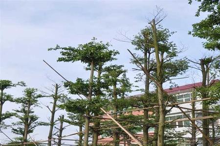 小叶榄仁修剪方法