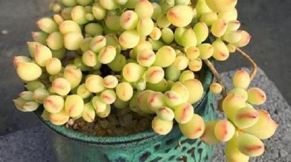 糖果植物学名