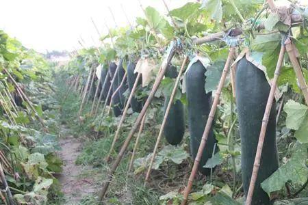 365小冬瓜的种植技术