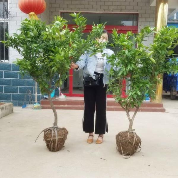 桔树几月份剪枝最合适