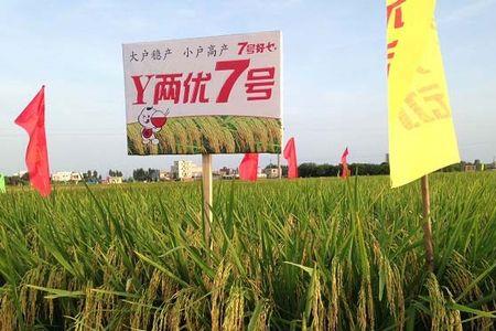 沪优2号与旱优73有什么区别