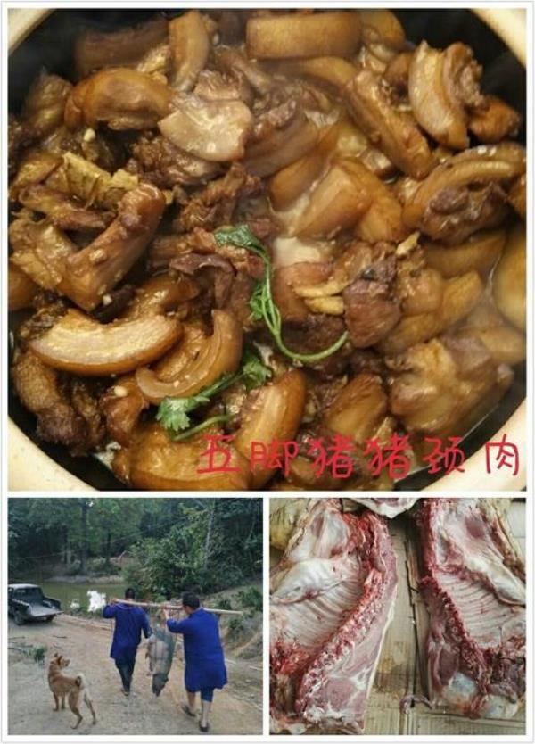 海南五脚猪分布区域