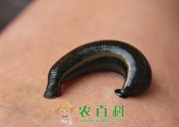 水蛭几月份长的最快