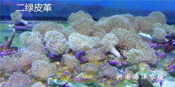 皮革珊瑚不绿的真相