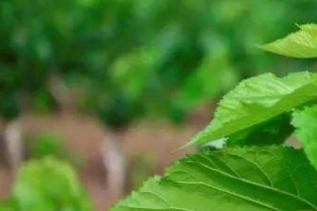 桑叶茶可以放冰箱冷冻吗