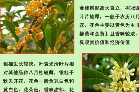 桂花的小杆子能吃吗