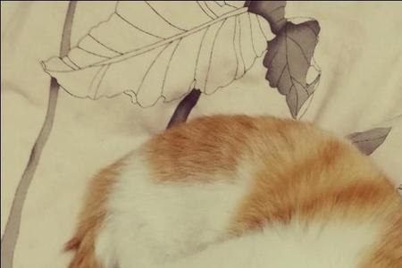 猫生产前为什么叫人跟着