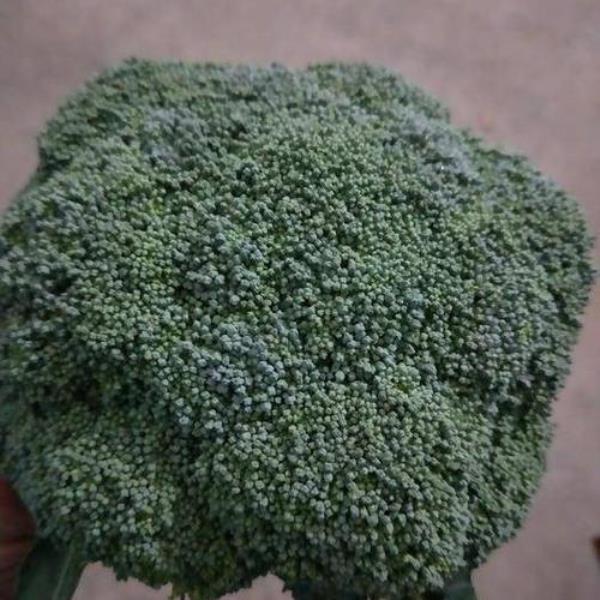 西兰花生长期是多少天