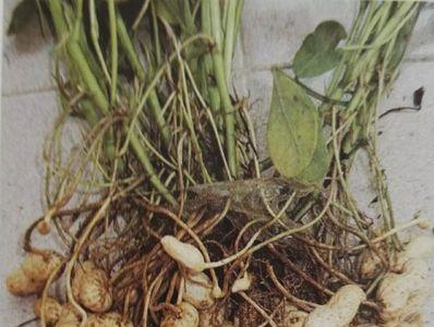花生是先长根还是先长芽