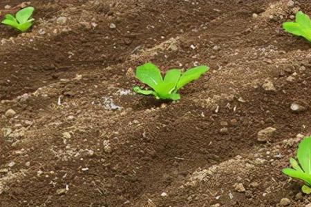 种植大白菜需要培根吗