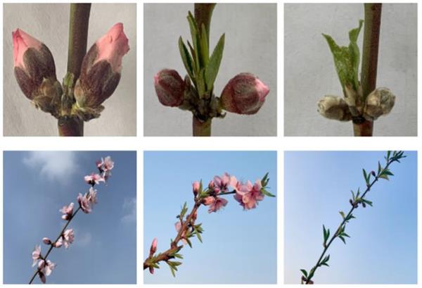 棠梨花芽和叶芽怎么区分