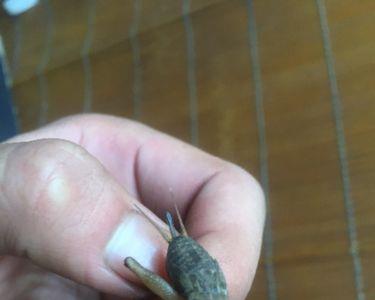蟋蟀翅膀掉了还会长吗