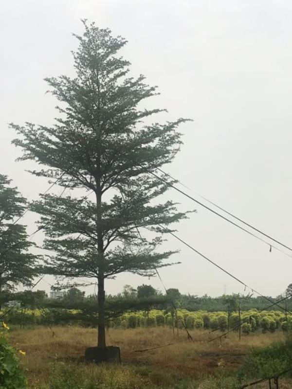 小叶榄仁树追阴好吗