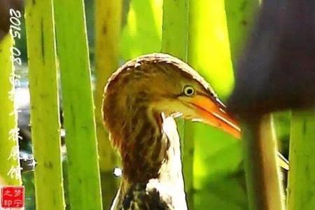 黄苇鳽好吃吗