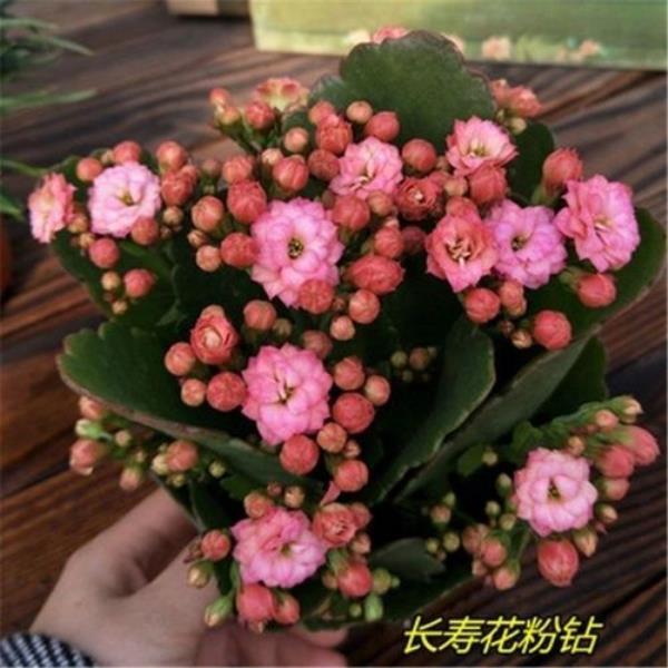 长寿花蛋黄品种开花大吗