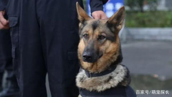 警犬的培育和培训