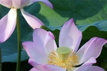 莲花仔养殖
