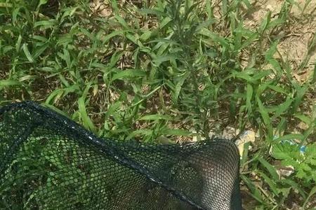 夏天下雨天钓鲢鳙的三大技巧