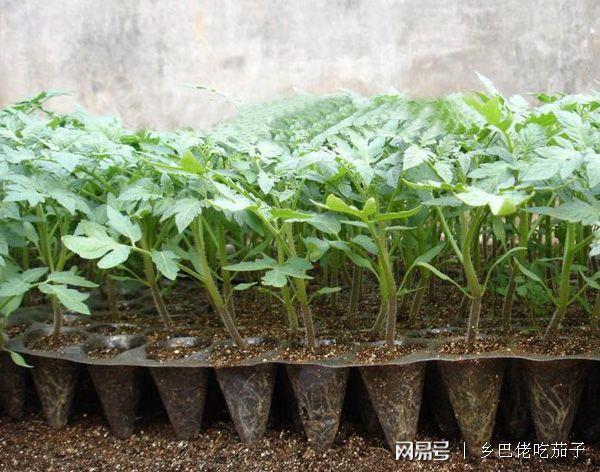 移栽菜苗怎么快速生根