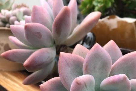 多肉植物温度多少最合适