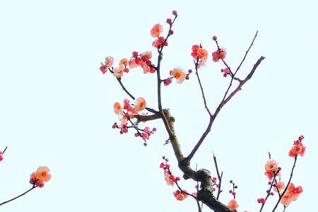 梅花一展尽风情啥意思