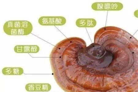 灵芝军刀怎么种