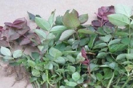 哪里才有玫瑰花苗卖