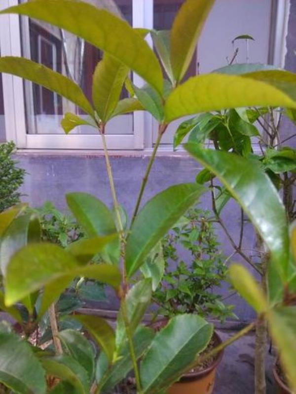 桂花须是什么
