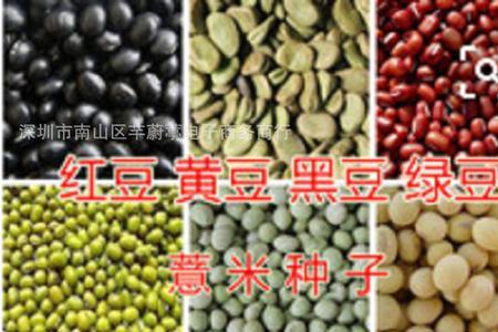 豆种子能存放多久