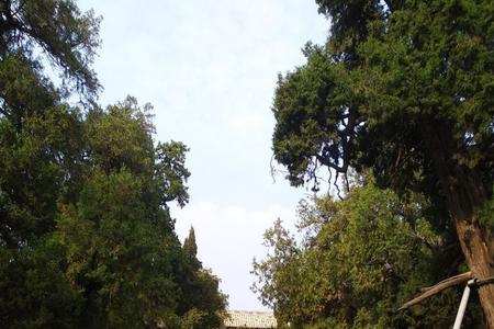 家里有小孩可以去孔林吗