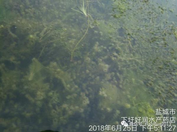 莫斯上的刚毛藻清除方法