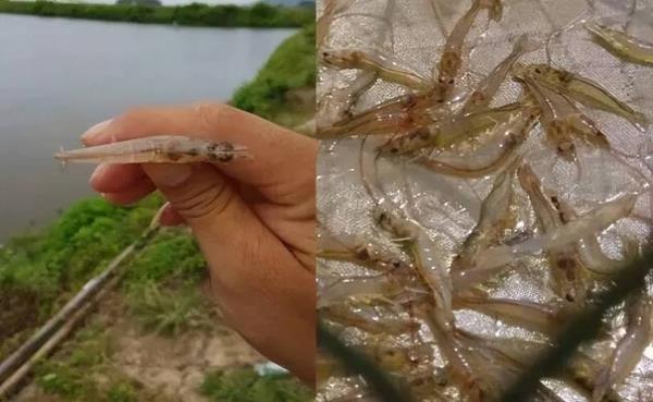 虾塘后期有白色虫子好吗