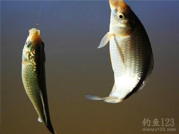 粗线组钓鲫鱼方法