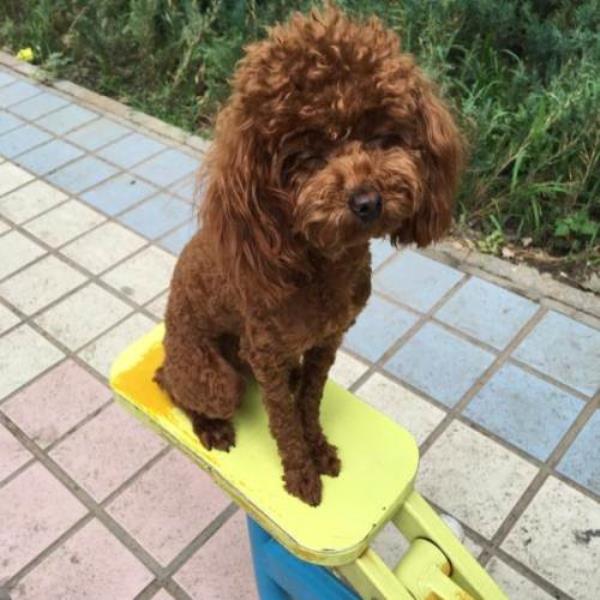 6个月大的贵宾犬多少斤为标准