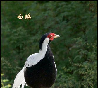 为什么公白鹇鸟有漂亮的羽毛