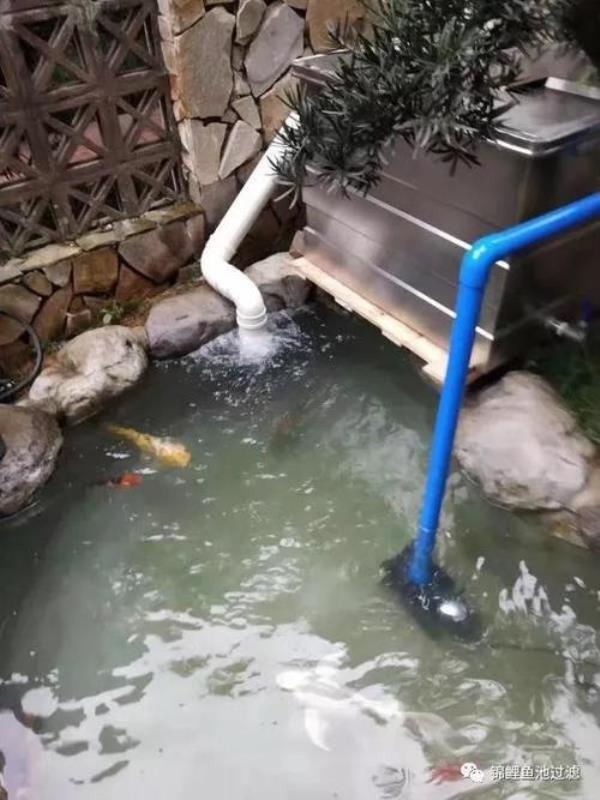 三平米的鱼池不要过滤可以吗