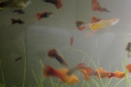 小精灵鱼可以与孔雀混养吗