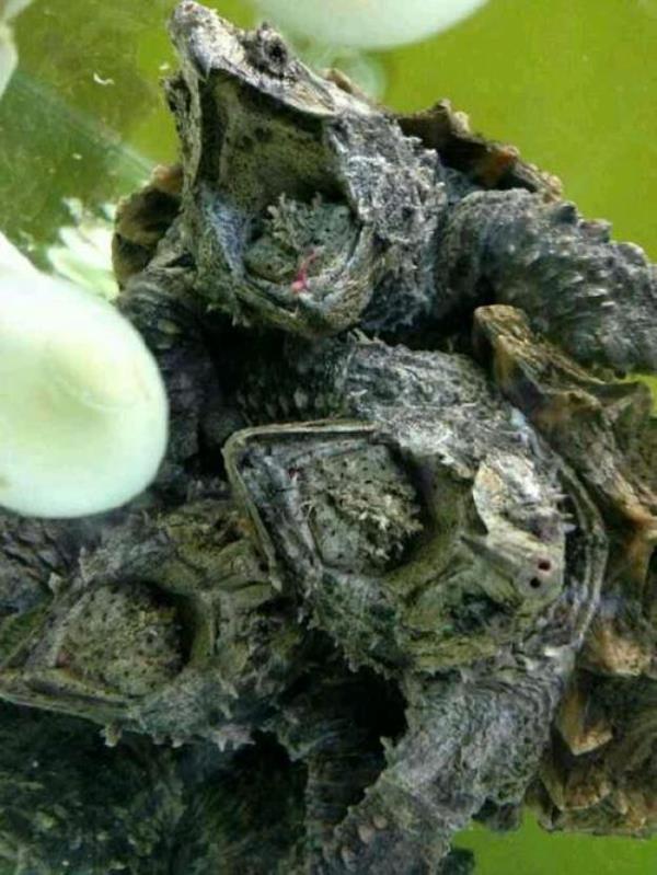小鳄龟奄奄一息还有救吗
