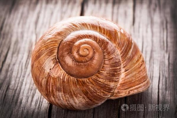勃艮第蜗牛的养殖