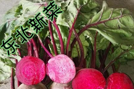 鲜甜菜根怕冻吗有谁知道吗