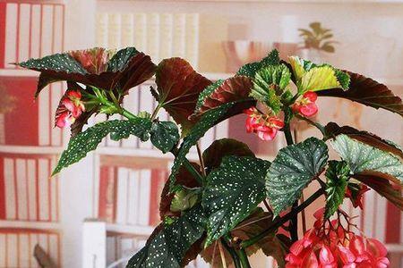 海棠开花能晒太阳吗